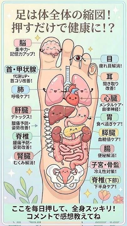 足つぼ反射区図 — 足裏と全身の臓器の対応図